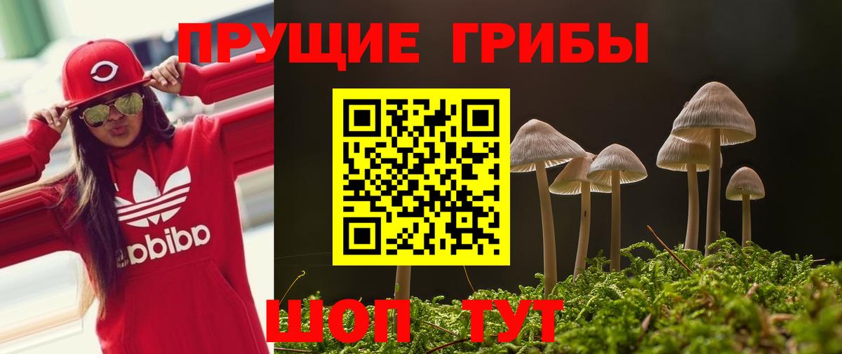 Галлюциногенные грибы Psilocybe  Владимир  Псилоцибиновые грибы прущие грибы 